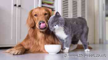 Five of the best gadgets for pets - The Week UK