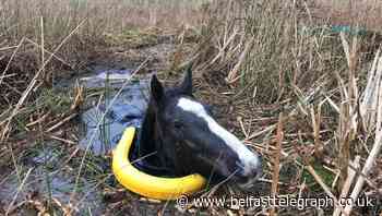 Horse ‘recovering well’ after getting stuck up to neck in deep swamp