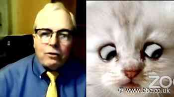 Cat filter: Texas lawyer on becoming 'internet sensation' after Zoom mishap