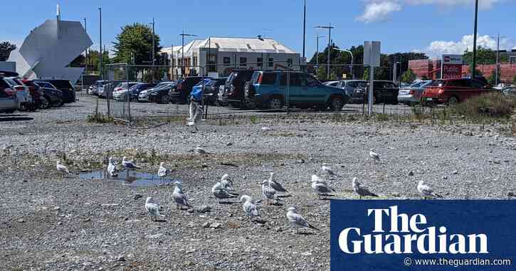 World's rarest seagulls thrive in demolished New Zealand office block