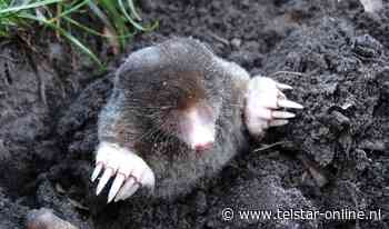 Wie is de Mol? - Telstar Online