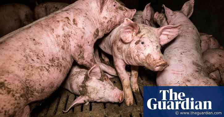 Undercover footage at French pig farm shows 'abusive' conditions