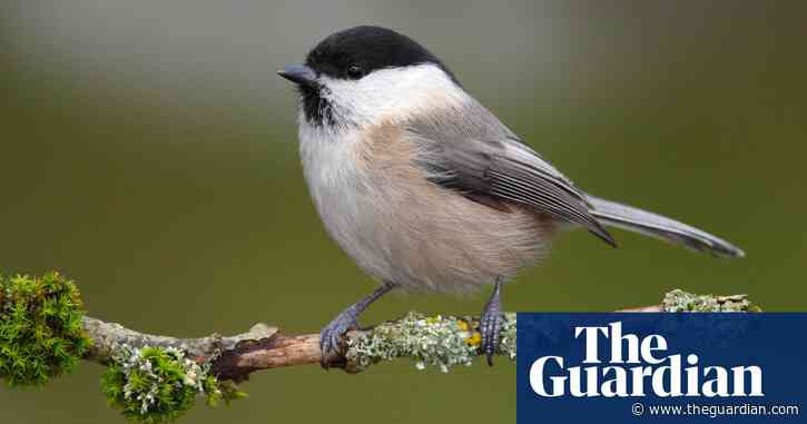 Britain's endangered willow tit needs vast area to thrive, research finds