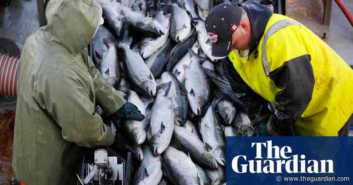 Salmon farming harming marine life and costing billions in damage