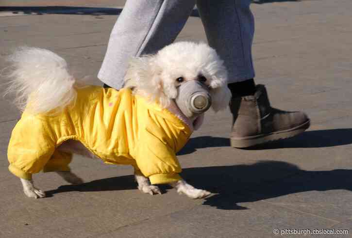 COVID Testing Is Expanding To Include Our Furry Friends