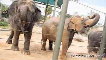 BIG, BIG news: Mother and daughter elephants at Houston Zoo expecting babies this spring - KHOU.com