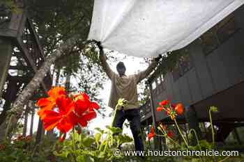Houston gardeners, keep an eye on forecast and be prepared for a freeze - Houston Chronicle