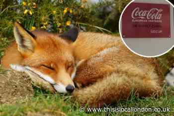 Coca Cola apologises over Sidcup fox culling