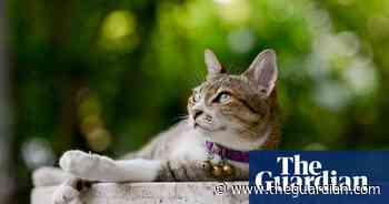 Meaty meals and play stop cats killing wildlife, study finds