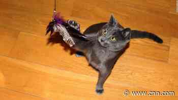 How to stop your cat from killing so much wildlife