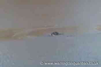 WATCH: Seal spotted enjoying its lunch in the Mersey in Latchford