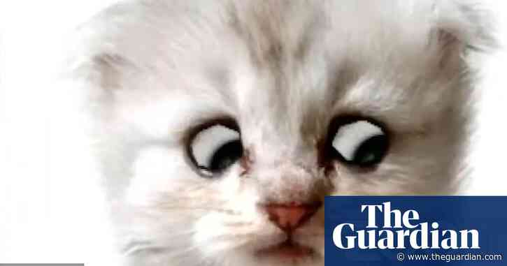 'I’m here live, I’m not a cat': lawyer stuck on Zoom kitten filter during court case – video