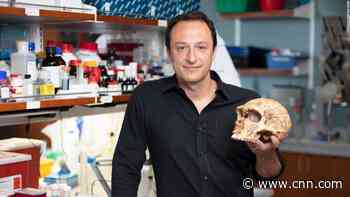 Neanderthal genes can change clusters of human brain tissue, scientists find