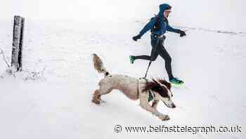 Advice for looking after pets as temperatures plummet