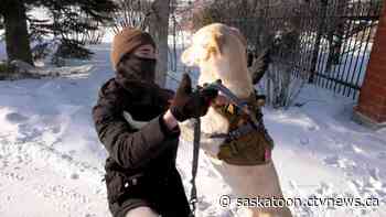 Saskatoon dog-walker doesn’t let the cold keep him from his job