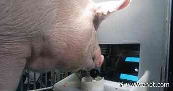 Scientists teach pigs how to use joystick, play video game     - CNET