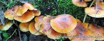 Opruimen zieke en dode Essen heeft effect op aanwezigheid bijzondere paddenstoelen - Nature Today