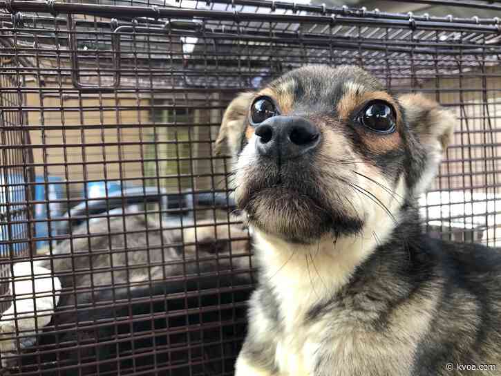 PACC battles increase of distemper cases at clinic