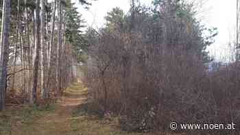 Neunkirchen - 75 Bäumen droht die Kettensäge - NÖN.at