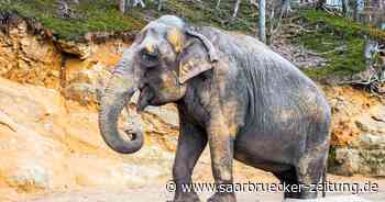 Elefantenkuh Kirsty aus dem Zoo Neunkirchen ist tot - Saarbrücker Zeitung