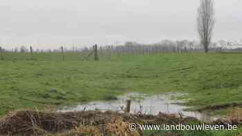 Opinie: De perverse rol van Natuurpunt in windturbinedossier Beernem - Oostkamp - Landbouwleven