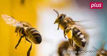 Was bewirkt Genforschung an Bienen?