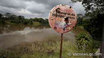 Fear and love surround Escobar's hippos thriving in Colombia