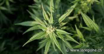 Condannato a Como 40enne di Sorengo: aveva 420 kg di erba - laRegione