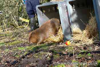 Beaver comeback continues with reintroductions in five more counties in 2021 - Dudley News