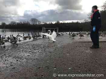 Swan and ducks returned to Dudley's Bumble Hole lake after diesel spill - expressandstar.com
