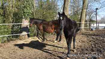 Paardenhouder in het oog van virtuele storm: “Ze beschuldigen mij van verwaarlozing, maar dat zijn pure pesterijen”