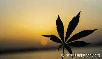 Mississippi's medical marijuana mess - Mississippi Today