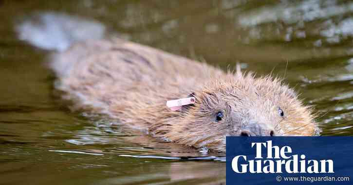 Record number of beavers to be released in Britain this year