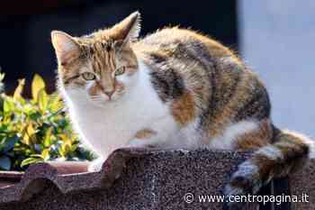 Matelica, una gatta si avvicina: lui la prende per la coda e la sbatte contro il muro - Centropagina