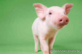 Onderzoek leert varkens joysticks bedienen