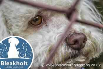 Lancashire animal shelter concerned about 'lockdown puppies'
