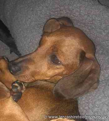Villagers join in search for missing dachshund Fern