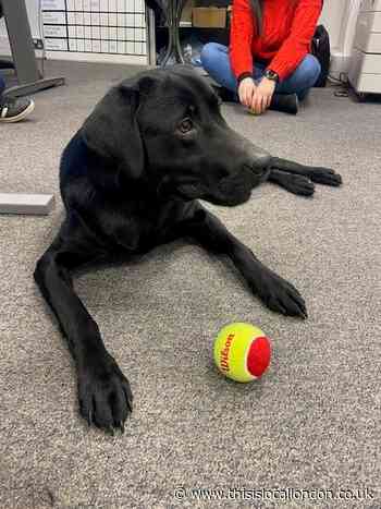 Welfare dog gives south west Met team a furry boost