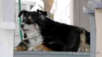 Lulu the dog inherits $5m from deceased US owner