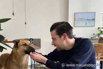 Hond Lena ontsnapte op het Zuid en dook weer op... in Leuven