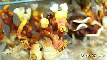 8Go inside Philly's completely underground mushroom farm!