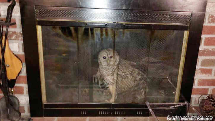 Barred Owl Gets Stuck In Fireplace After Going Down Chimney