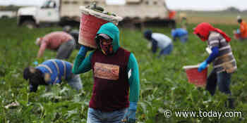 'A death sentence': Florida activists call for vaccines for farmworkers