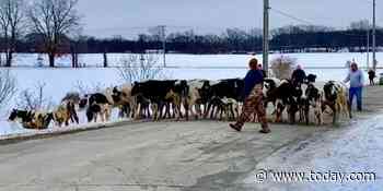 Herd of calves escape Indiana farm, surprise motorists on highway