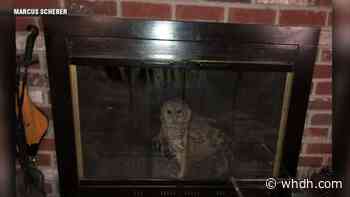 Barred owl rescued from fireplace inside Bolton home - Boston News, Weather, Sports | WHDH 7News