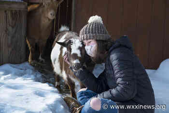 Coronavirus FAQs: If I Have No Post-Vaccine Pain, Is It Working? Plus: Goat Dilemma! - WXXI News