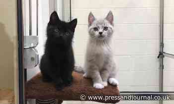 North-east animal rescue centre appeals for cat food donations - Press and Journal
