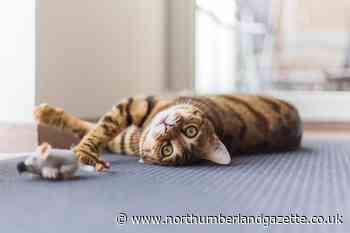 Feeding your cat meaty food and playing with them may stop them killing birds - here's why - Northumberland Gazette