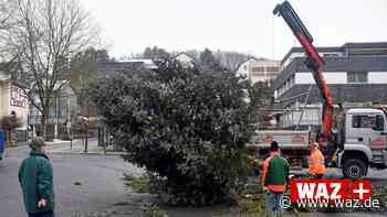 Netphen: Wie ein Zwölf-Meter-Weihnachtsbaum verschwindet - Westdeutsche Allgemeine Zeitung