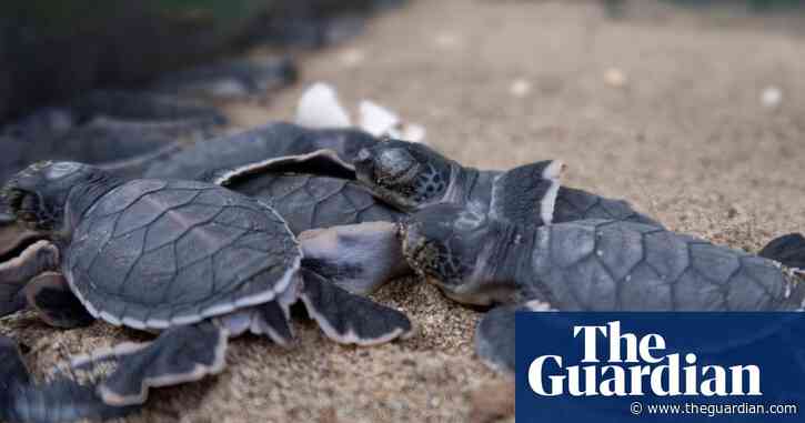 Weatherwatch: forecasts can protect animals too